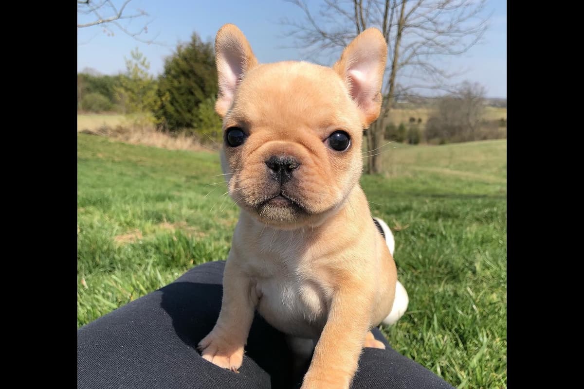 BlueGrass Frenchies: Lilac and blue males + 1 cream female breeder image 14