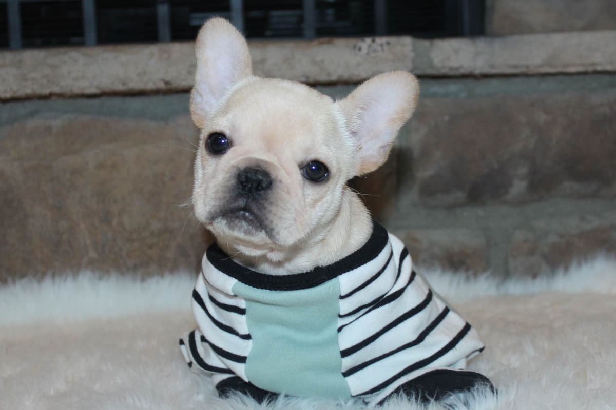 BlueGrass Frenchies: Lilac and blue males + 1 cream female breeder image 15