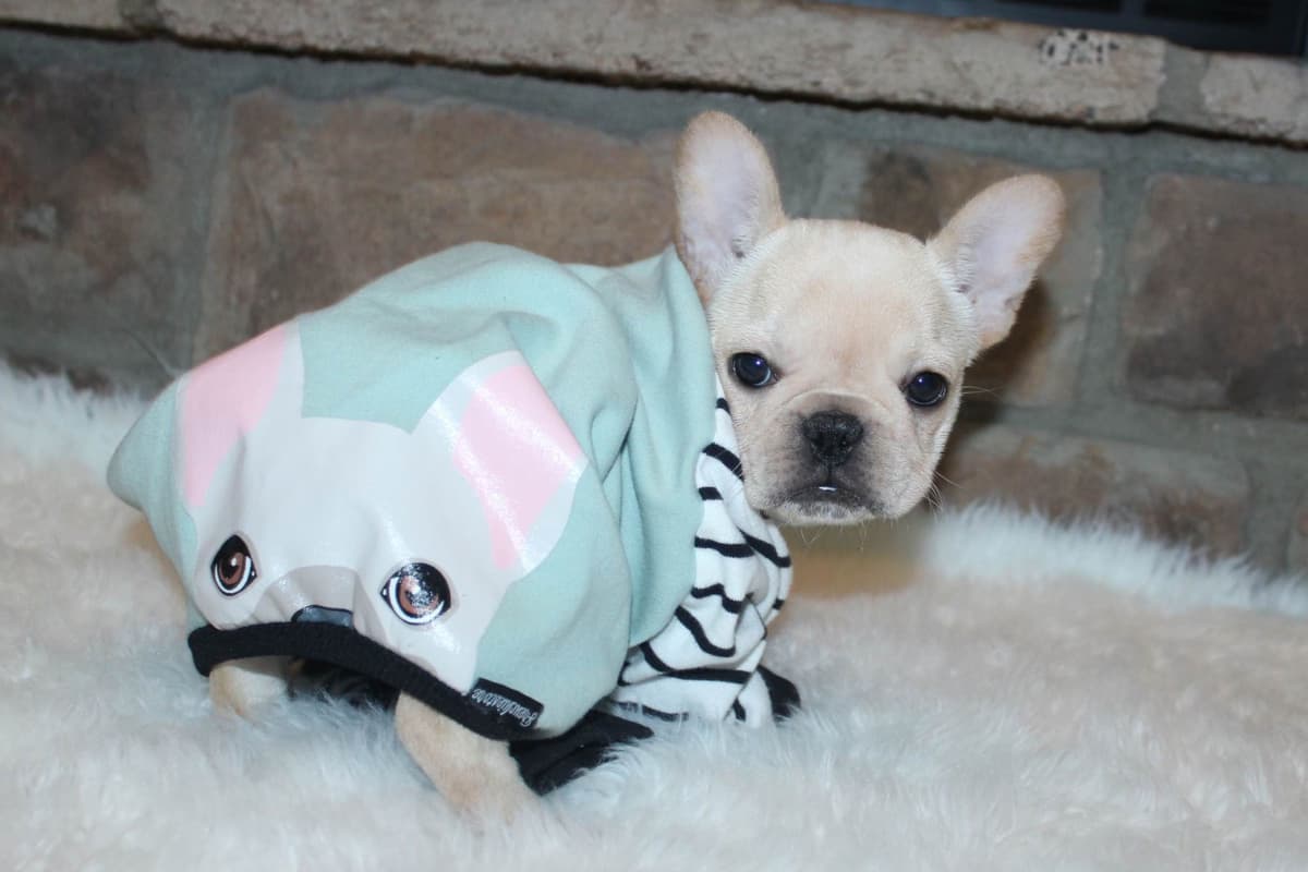 BlueGrass Frenchies: Lilac and blue males + 1 cream female breeder image 16