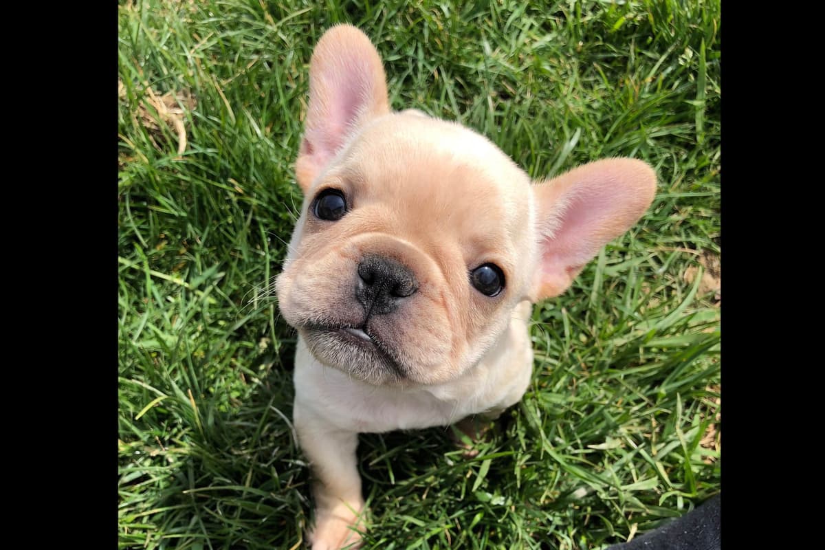 BlueGrass Frenchies: Lilac and blue males + 1 cream female breeder image 17