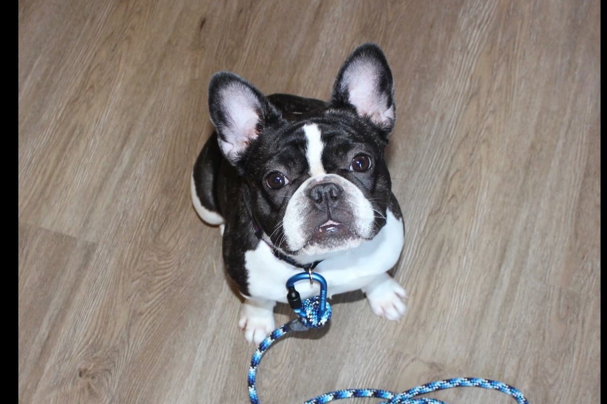 BlueGrass Frenchies: Lilac and blue males + 1 cream female breeder image 18