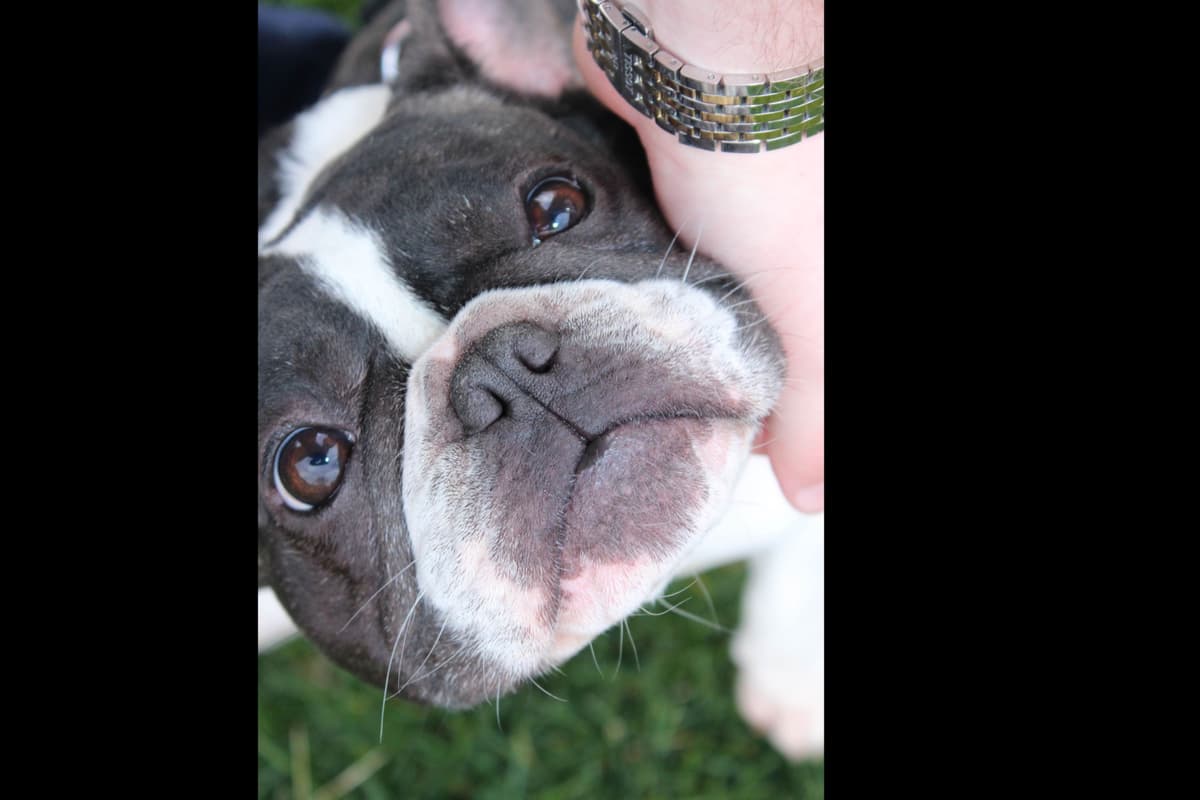BlueGrass Frenchies: Lilac and blue males + 1 cream female breeder image 19