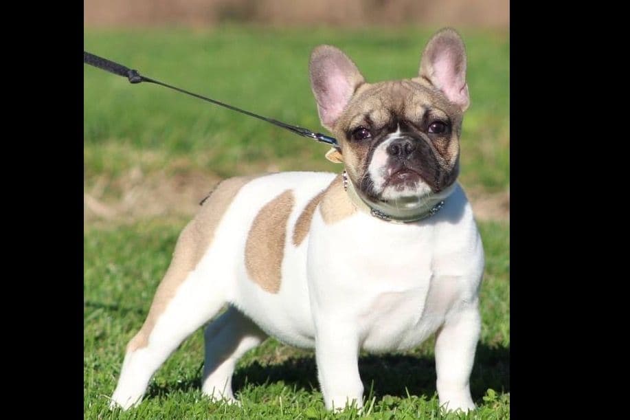 BlueGrass Frenchies: Lilac and blue males + 1 cream female breeder image 20