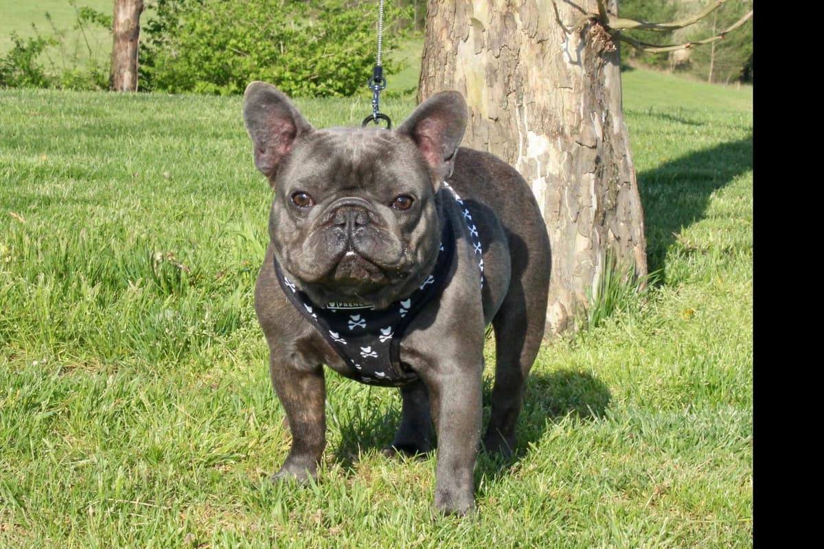 BlueGrass Frenchies: Lilac and blue males + 1 cream female breeder image 21