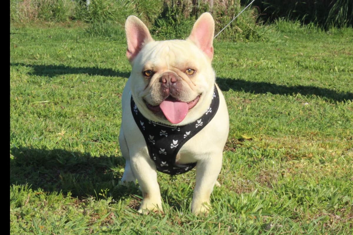 BlueGrass Frenchies: Lilac and blue males + 1 cream female breeder image 22