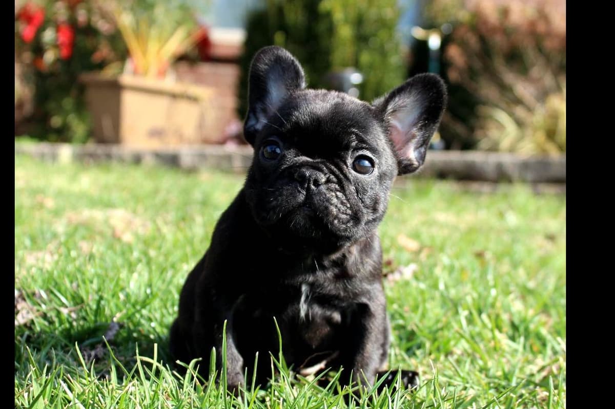 BlueGrass Frenchies: Lilac and blue males + 1 cream female breeder image 5