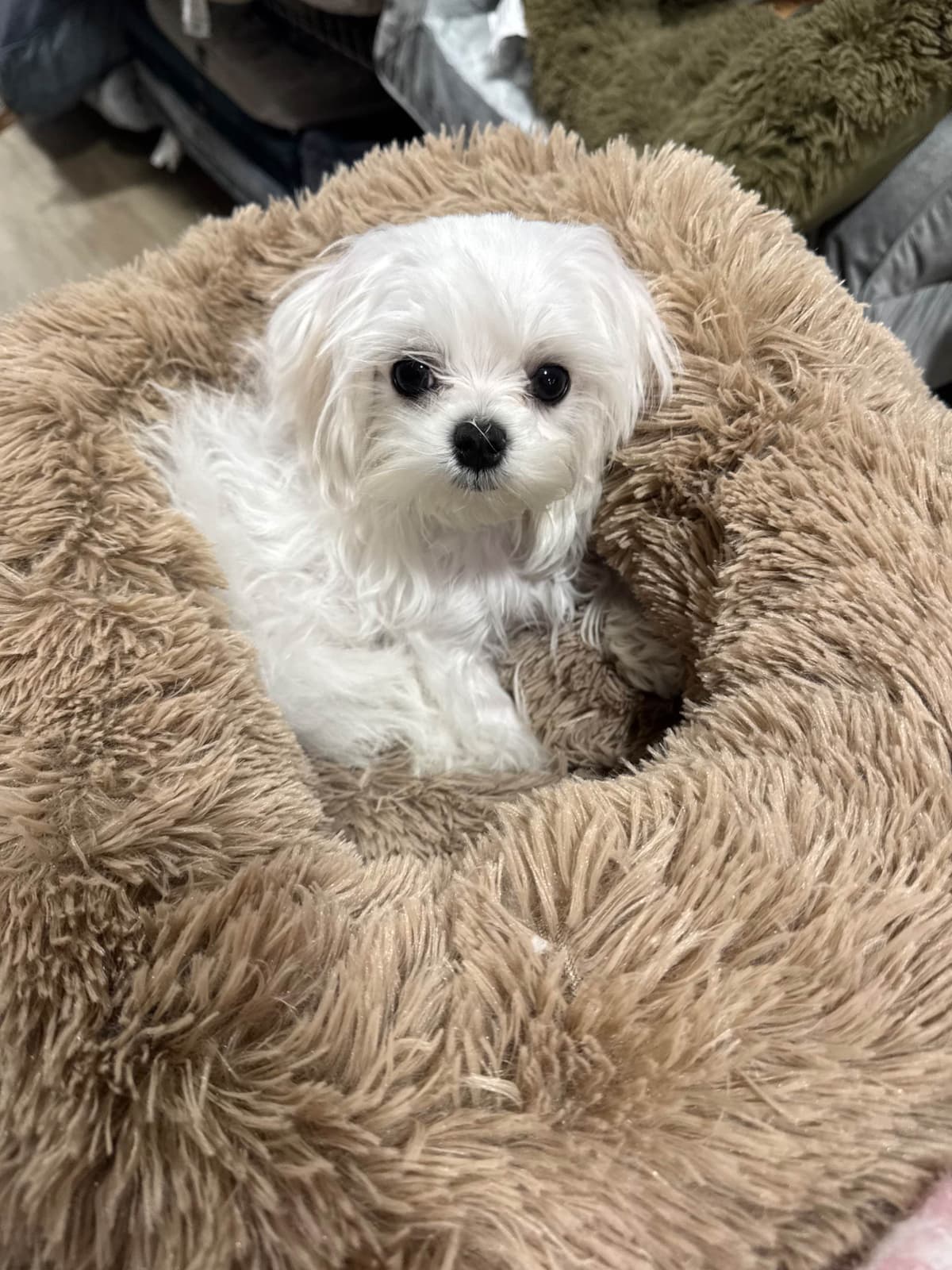 Beautiful AKC Maltese Puppies Tiny- Loving & family raised breeder image 1