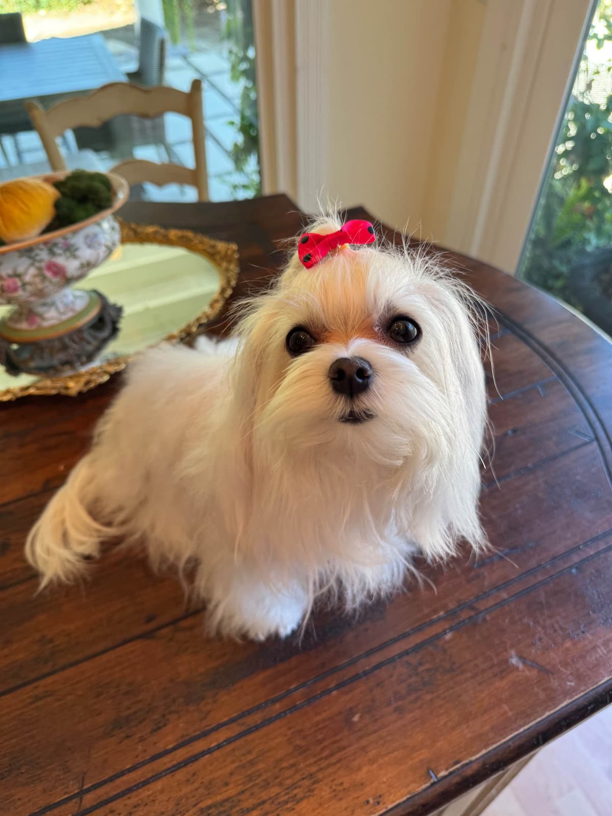 Beautiful AKC Maltese Puppies Tiny- Loving & family raised breeder image 2