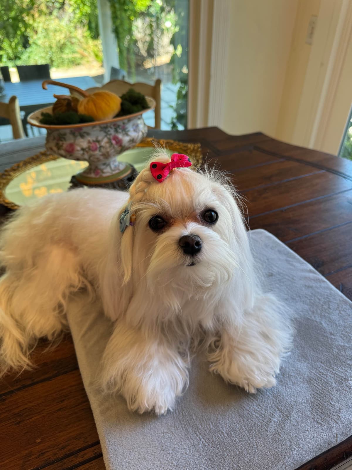 Beautiful AKC Maltese Puppies Tiny- Loving & family raised breeder image 3