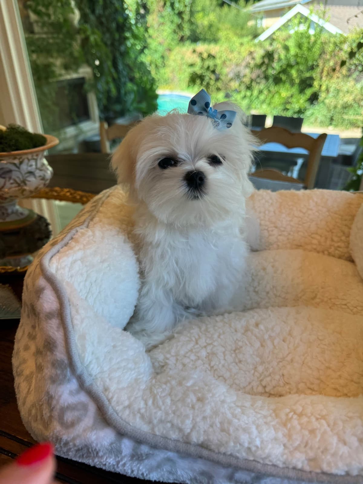 Beautiful AKC Maltese Puppies Tiny- Loving & family raised breeder image 4