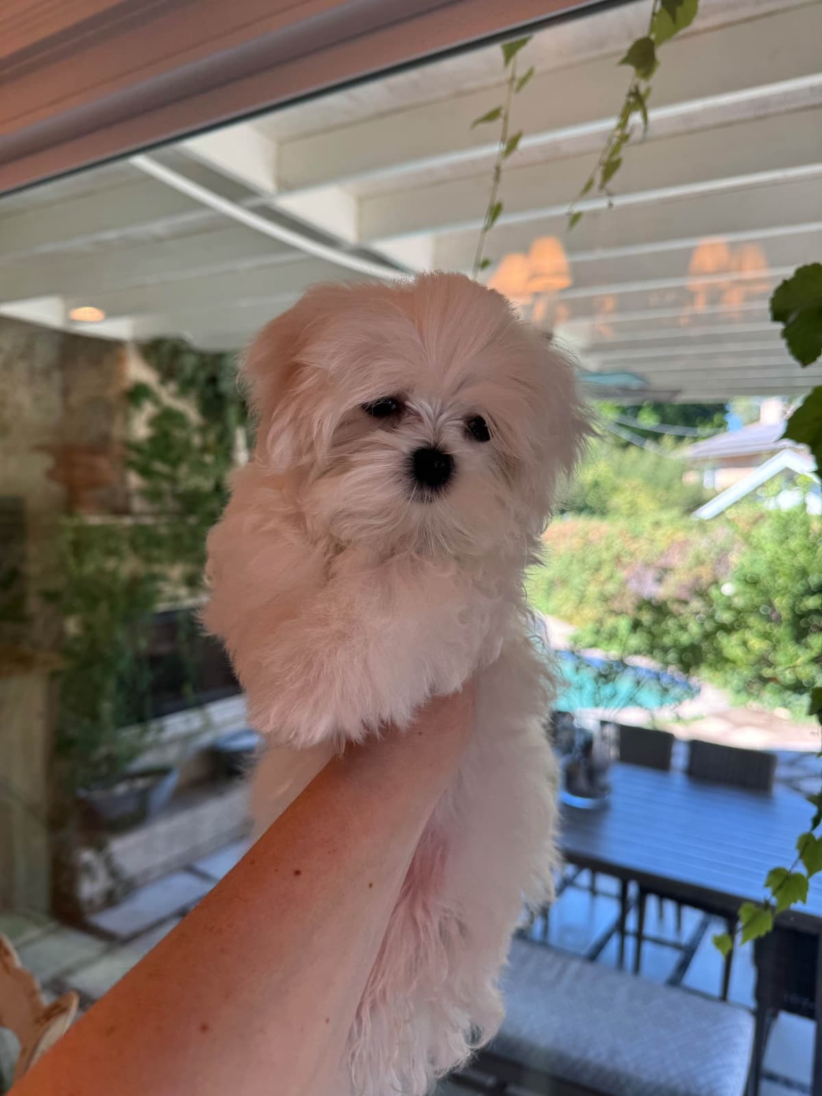 Beautiful AKC Maltese Puppies Tiny- Loving & family raised breeder image 5