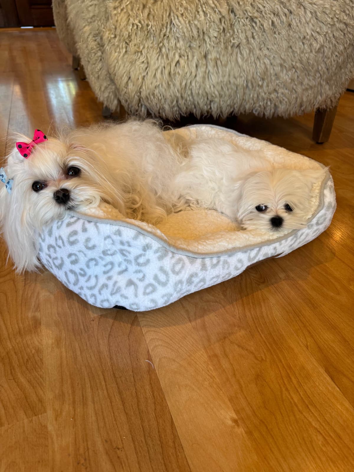 Beautiful AKC Maltese Puppies Tiny- Loving & family raised breeder image 6