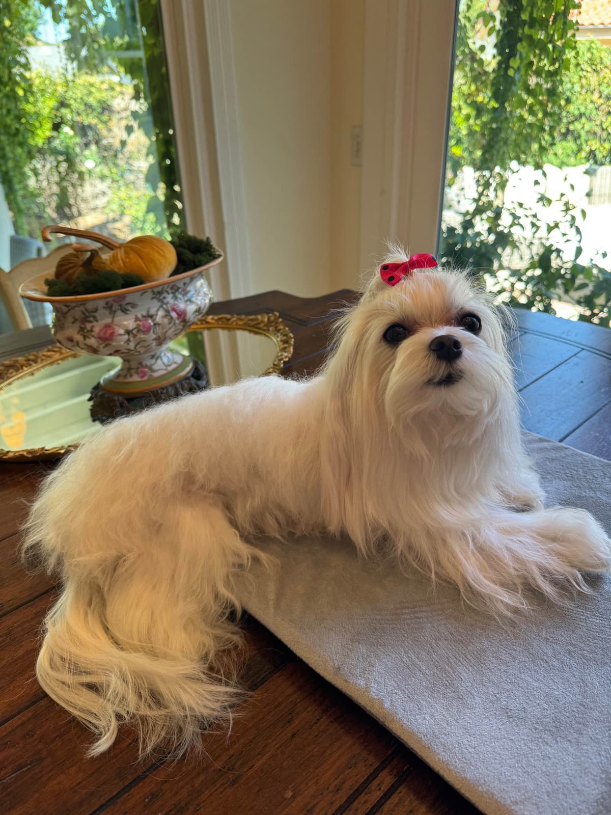 Beautiful AKC Maltese Puppies Tiny- Loving & family raised breeder image 7