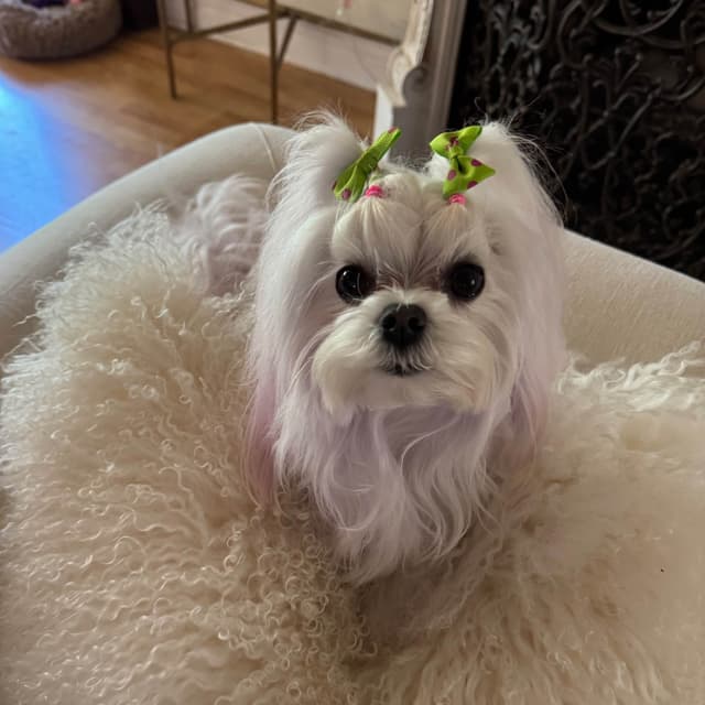 Beautiful AKC Maltese Puppies Tiny- Loving & family raised media 2