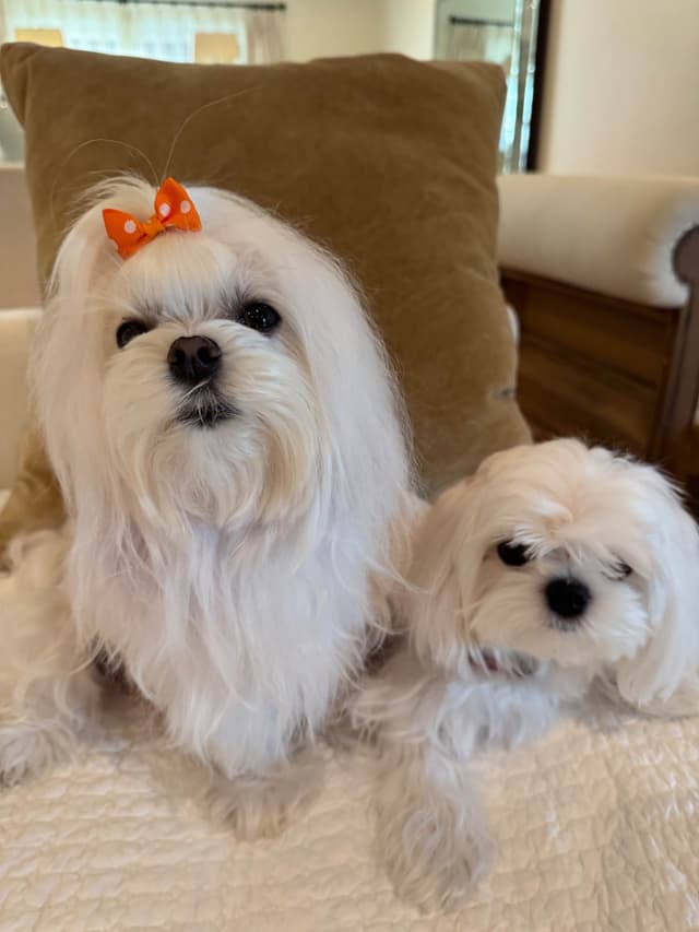 Beautiful AKC Maltese Puppies Tiny- Loving & family raised media 5