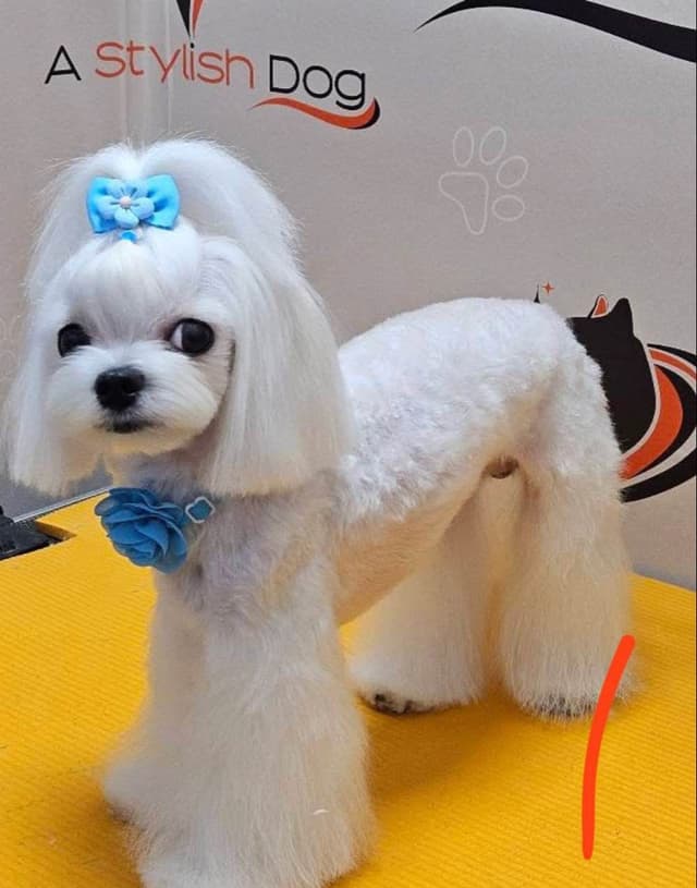Beautiful AKC Maltese Puppies Tiny- Loving & family raised media 4