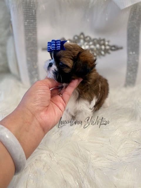 đŸ‘‘Phenomenal Baby Doll Faces (Males/Females)đŸ‘‘ breeder image 1