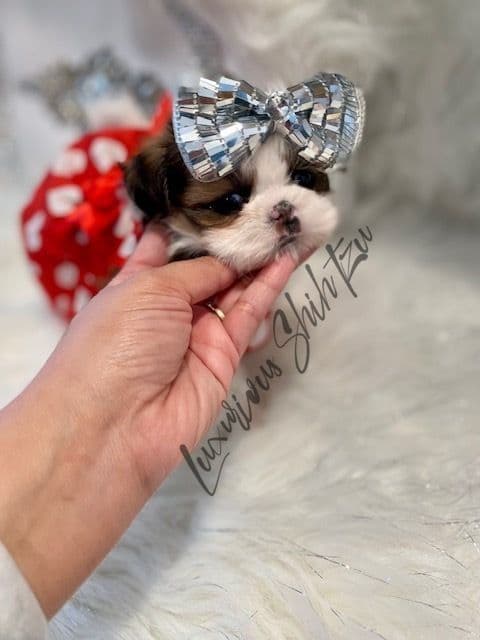 đŸ‘‘Phenomenal Baby Doll Faces (Males/Females)đŸ‘‘ breeder image 3