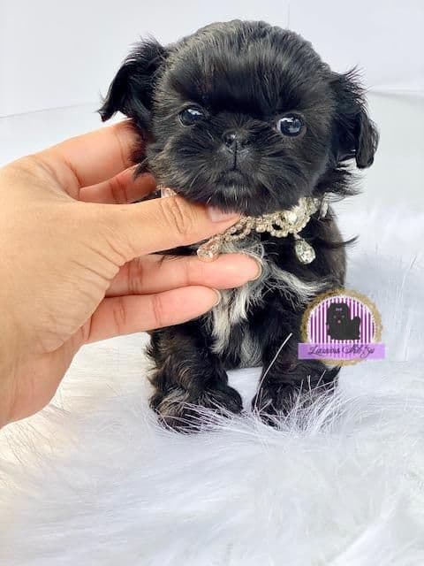 đŸ‘‘Phenomenal Baby Doll Faces (Males/Females)đŸ‘‘ breeder image 2