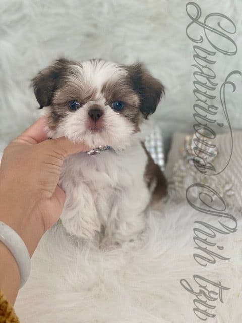 đŸ‘‘Phenomenal Baby Doll Faces (Males/Females)đŸ‘‘ breeder image 5
