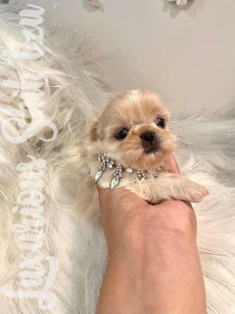 đŸ‘‘Phenomenal Baby Doll Faces (Males/Females)đŸ‘‘ breeder image 6