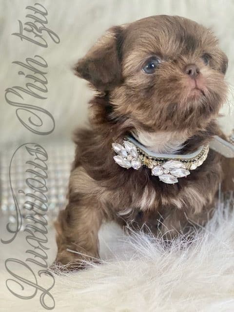 đŸ‘‘Phenomenal Baby Doll Faces (Males/Females)đŸ‘‘ breeder image 7