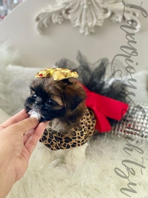 đŸ‘‘Phenomenal Baby Doll Faces (Males/Females)đŸ‘‘ breeder image 8