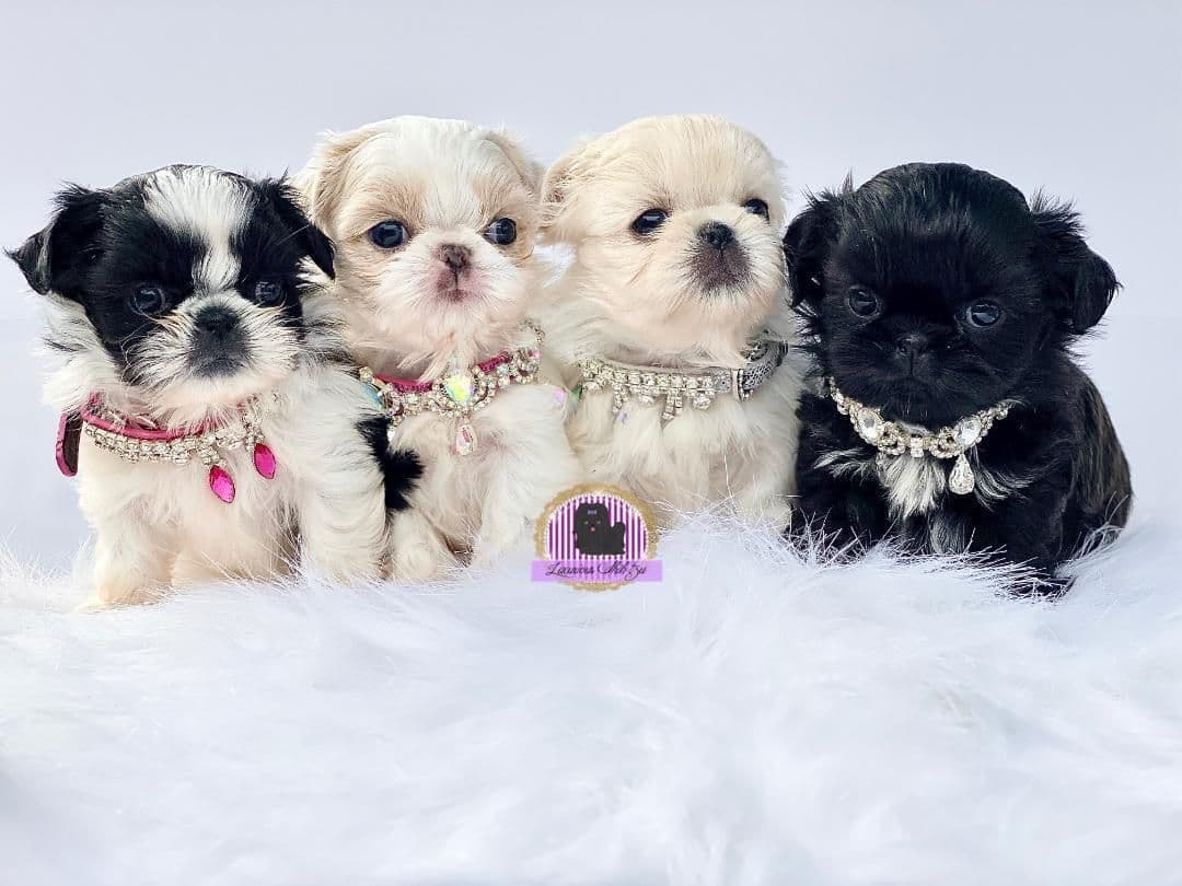đŸ‘‘Phenomenal Baby Doll Faces (Males/Females)đŸ‘‘ breeder image 9