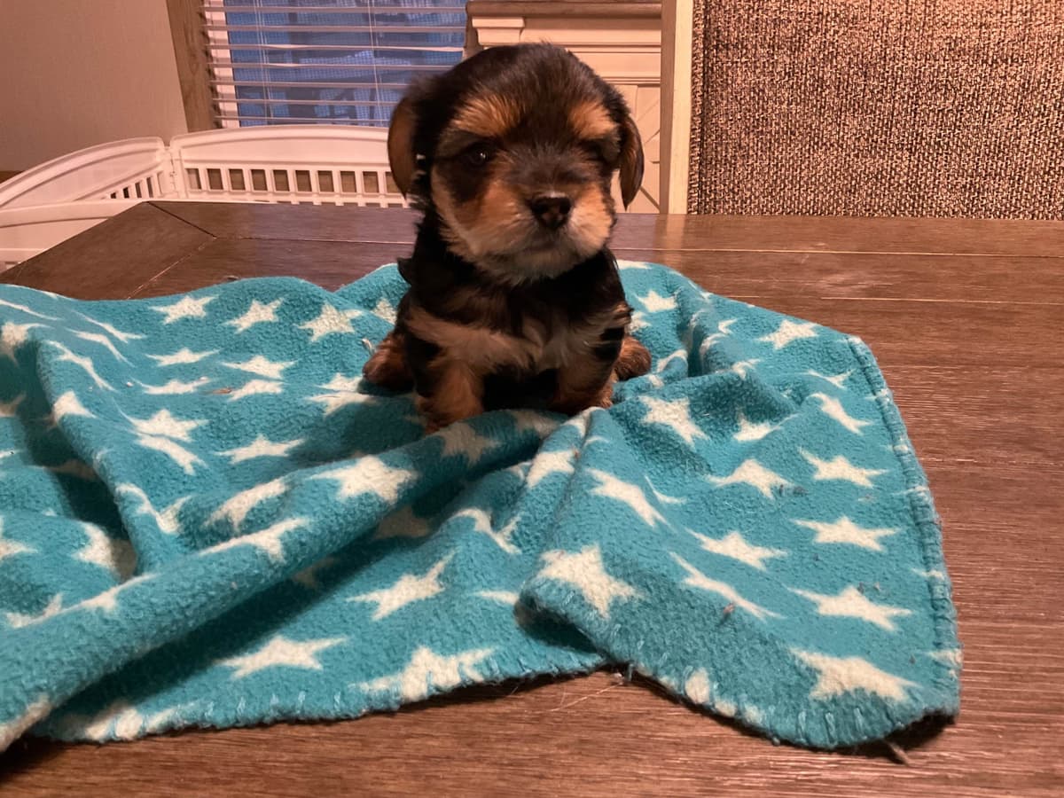 Yorkshire Terrier Puppy breeder image 1