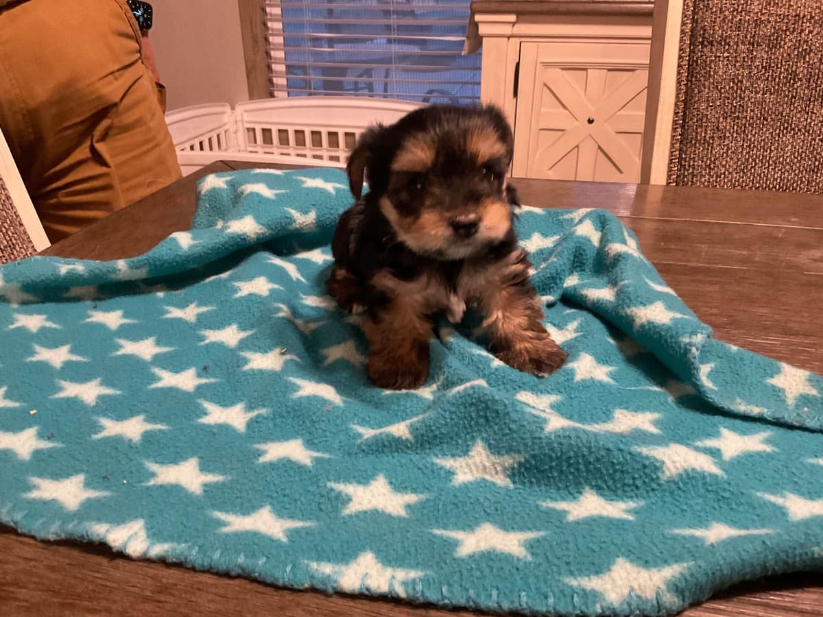 Yorkshire Terrier Puppy breeder image 2