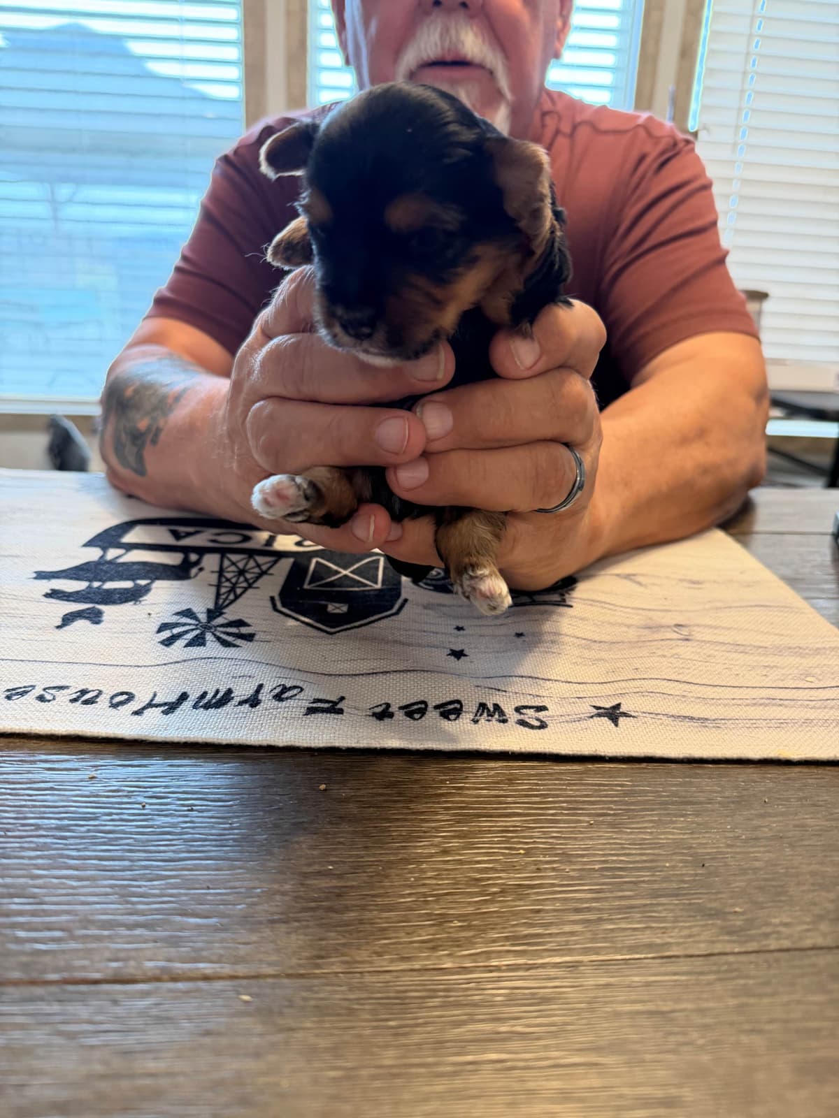 Yorkshire Terrier Puppy breeder image 3