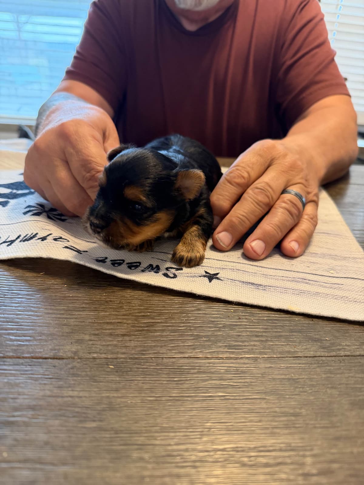 Yorkshire Terrier Puppy breeder image 4