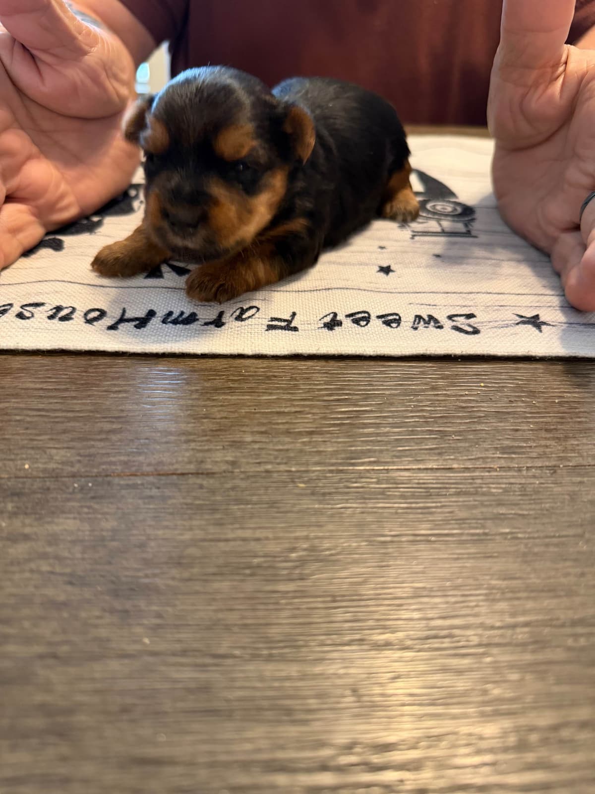 Yorkshire Terrier Puppy breeder image 5