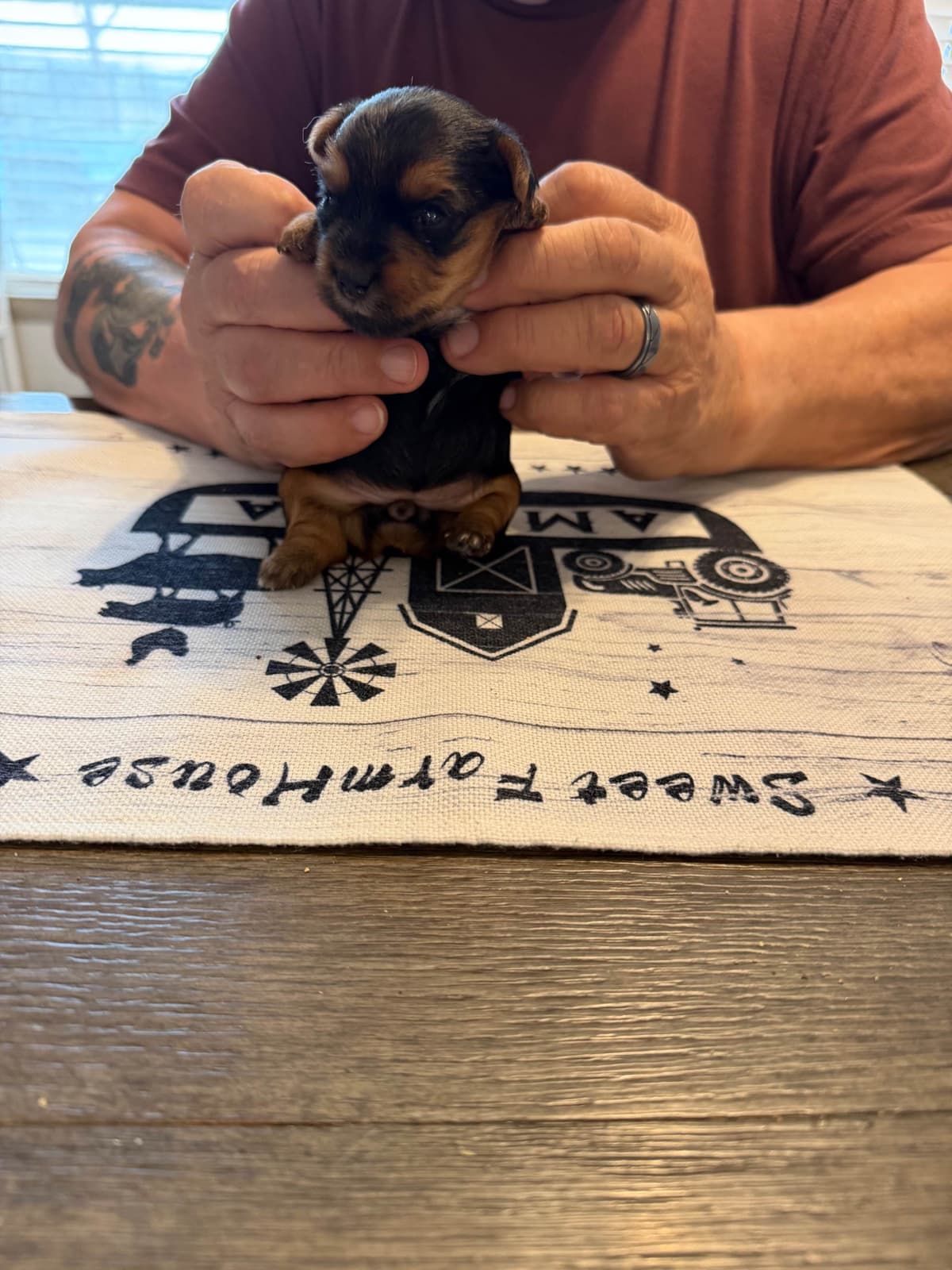 Yorkshire Terrier Puppy breeder image 6