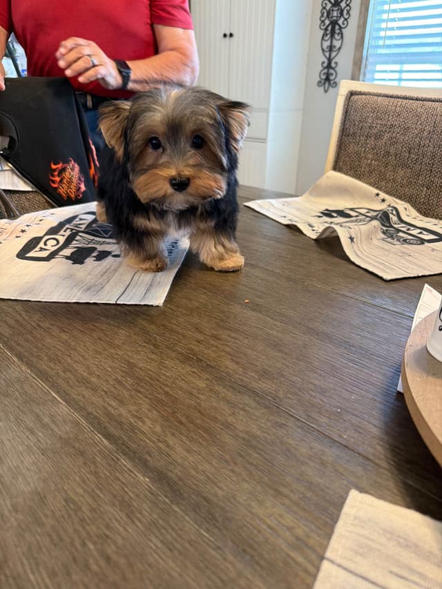 Yorkshire Terrier Puppy media 2
