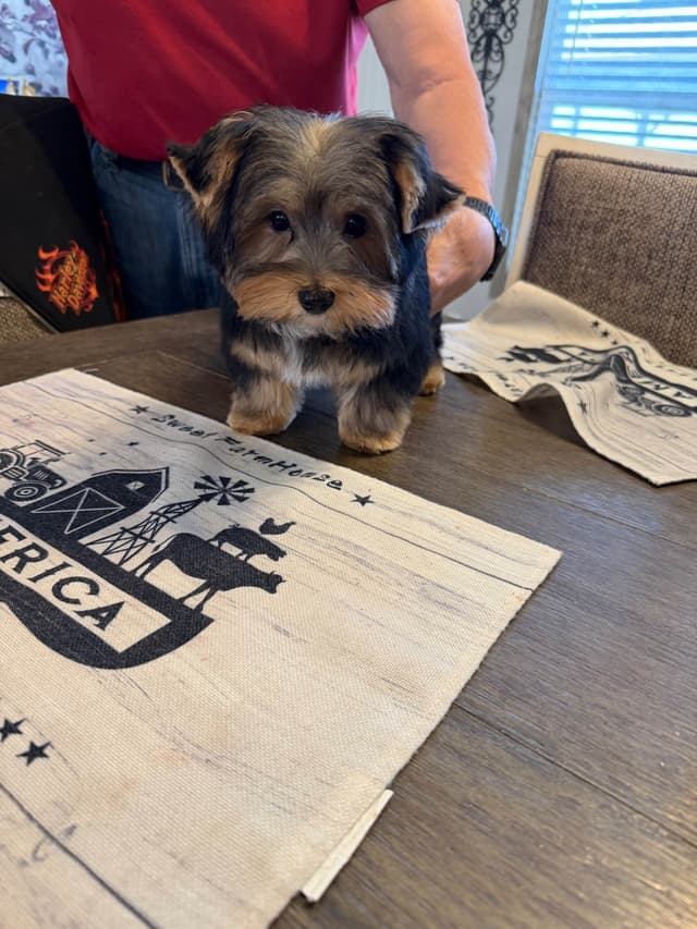 Yorkshire Terrier Puppy media 3