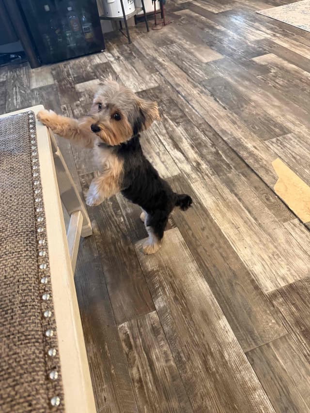 Yorkshire Terrier Puppy media 4
