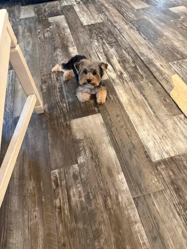 Yorkshire Terrier Puppy media 5