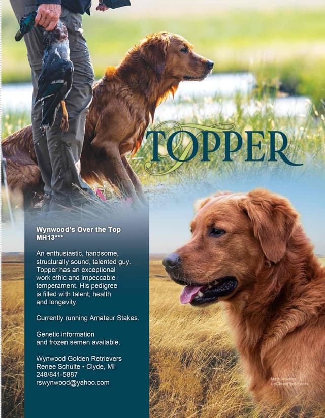 Field Golden Retriever Puppies media 2