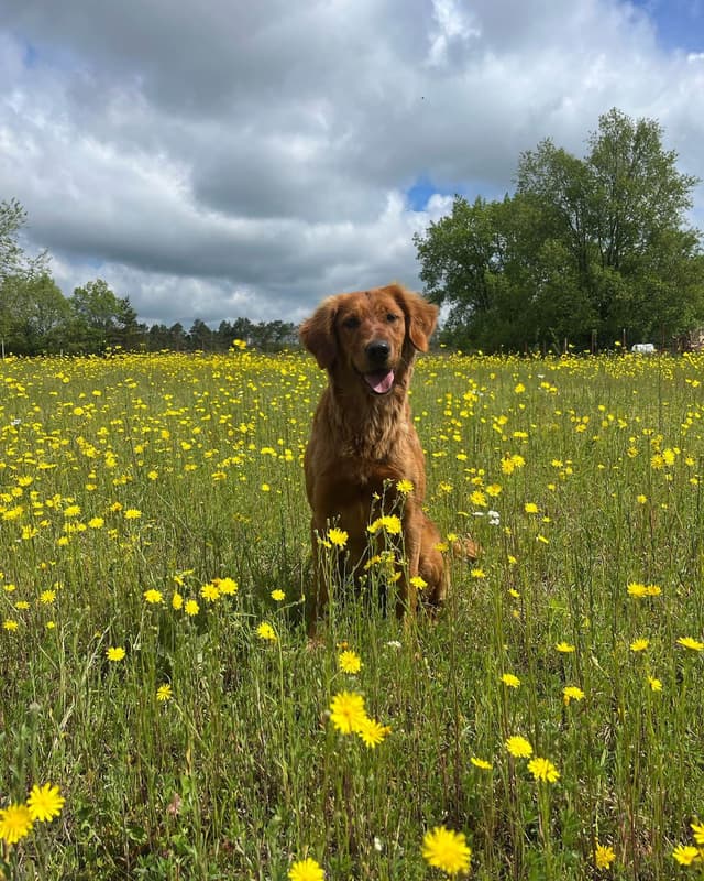 Field Golden Retriever Puppies media 4