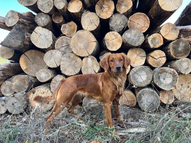 Field Golden Retriever Puppies media 5