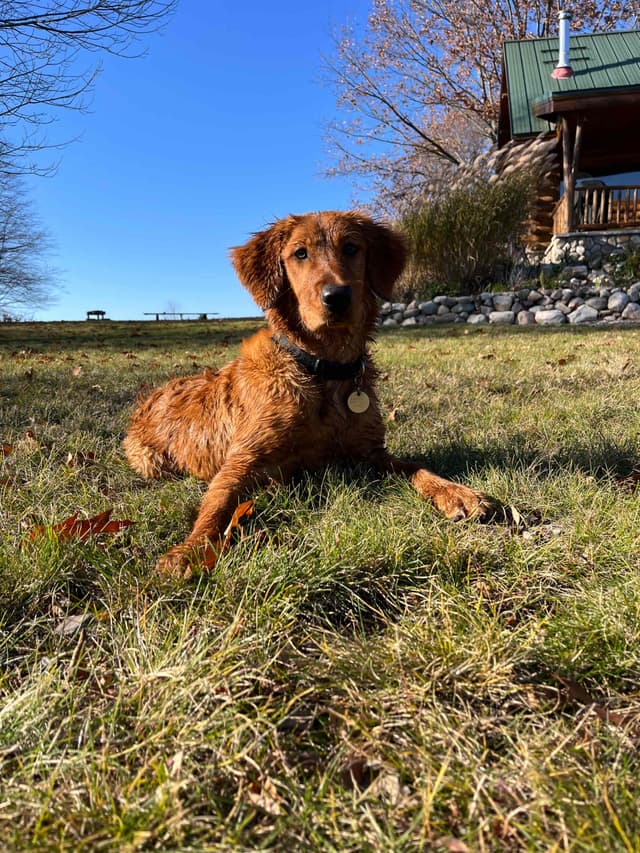 Field Golden Retriever Puppies media 7