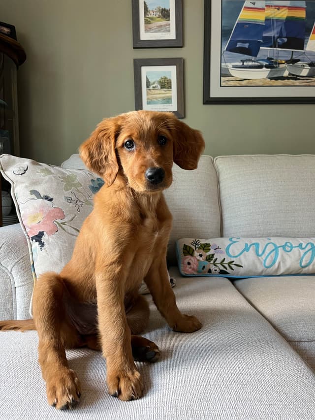 Field Golden Retriever Puppies media 8