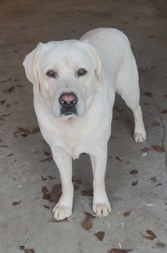 Labrador Retriever Puppies media 10