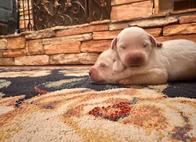 Labrador Retriever Puppies media 4