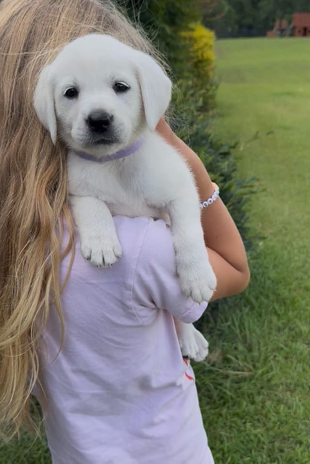 Labrador Retriever Puppies media 5