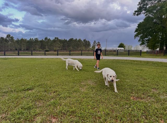 Labrador Retriever Puppies media 12