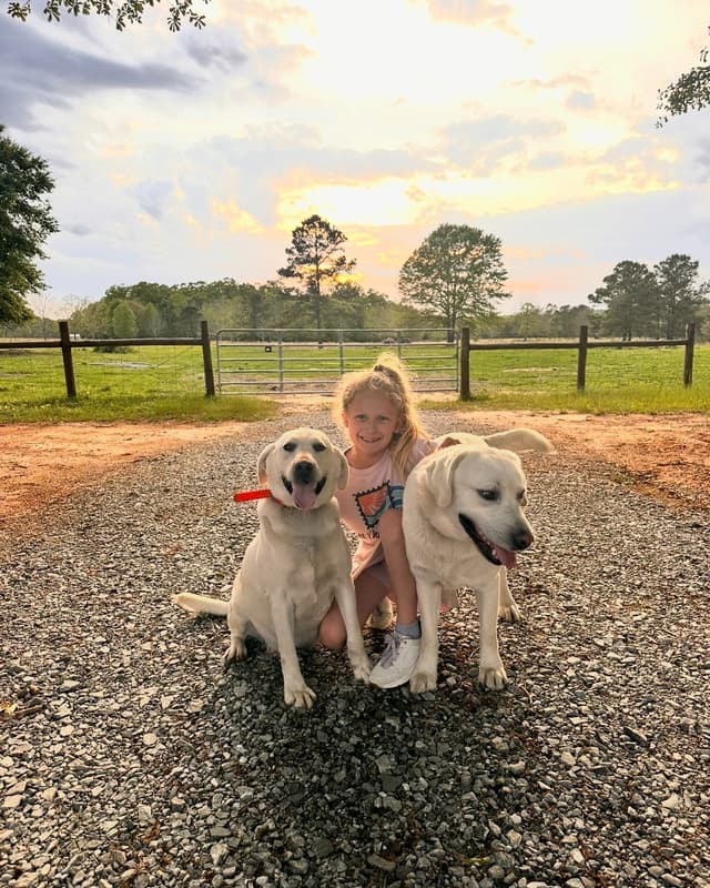 Labrador Retriever Puppies media 11