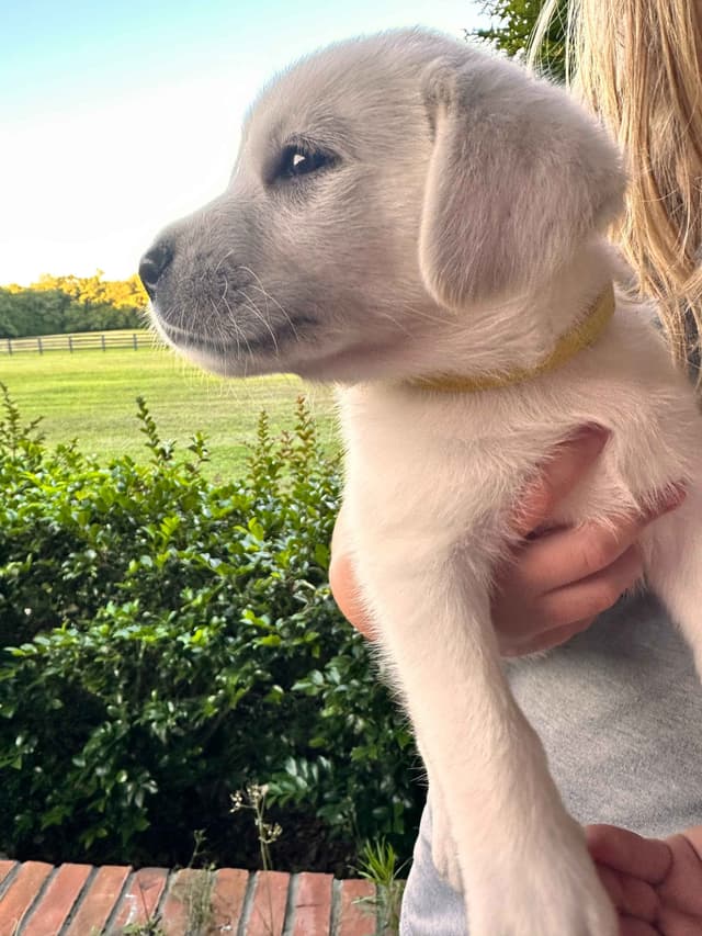 Labrador Retriever Puppies media 8
