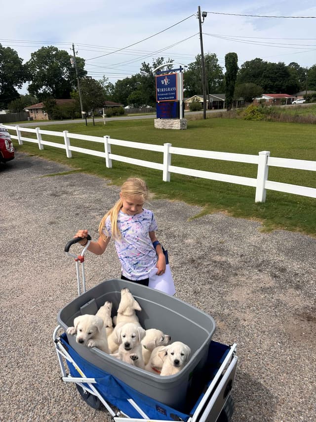 Labrador Retriever Puppies media 3
